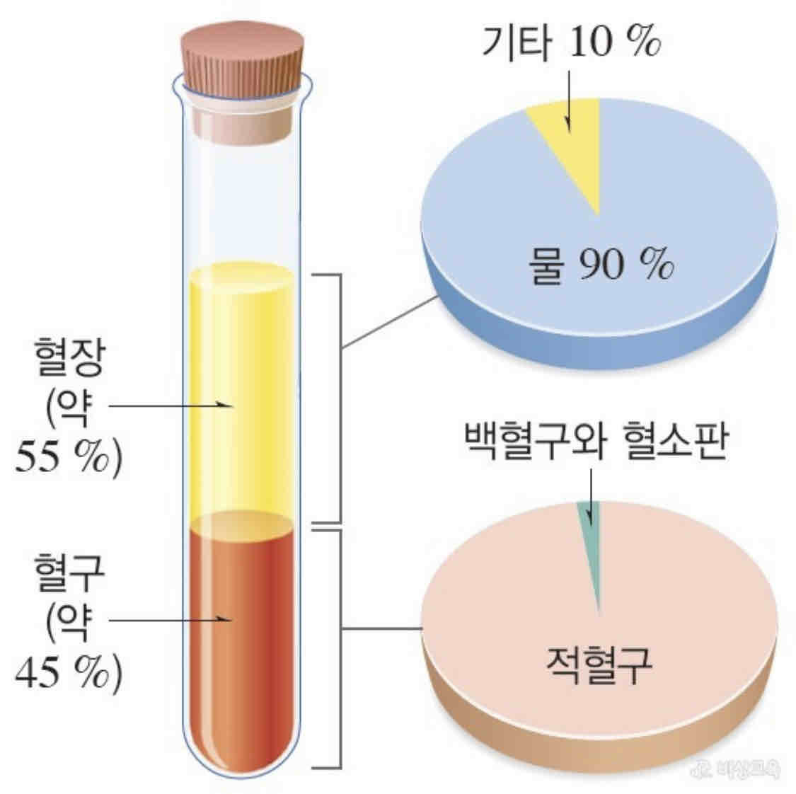 https://m.blog.naver.com/aeong311/223269017555

안녕하세요❤️
영 피플 히어로 2기 최예영입니다! 오늘은 8주차 게시물로 혈액에 대해 자세히 알아보도록 하겠습니다~
​
혈액은 4가지의 복합 혼합물로 혈장, 적혈구, 백혈구, 혈소판으로 이루어져 있습니다. 순서대로 혈장은 액체 성분, 적혈구는 산소 운반 세포, 백혈구는 감염을 막아내는 세포, 혈소판은 응고를 촉진하는 입자입니다.
​
더 자세히 설명하면 혈장은 혈액의 액체 성분으로, 여기에 적혈구, 백혈구 및 혈소판이 떠 있습니다. 혈장은 혈액량의 절반 이상을 차지하며 대체로 용해성 염분(전해질)과 단백질을 함유한 물로 이루어집니다. 
다음으로 적혈구는 혈액량의 40%를 차지합니다. 안에는 헤모글로빈이라는 단백질이 들어 있으며, 이 단백질은 혈액의 빨간색을 나타내고 혈액을 통해 폐에서 나오는 산소가 모든 신체 조직으로 전달될 수 있게 합니다. 다음으로 백혈구 수는 적혈구보다 적으며 적혈구 600~700개당 대략 백혈구 1개의 비율입니다. 백혈구는 기본적으로 감염으로부터 신체를 방어하는 역할을 합니다. 마지막으로 혈소판(혈전구)은 적혈구나 백혈구보다 작은 세포형 입자입니다. 혈소판은 적혈구 수보다 적으며, 적혈구 20개당 대략 혈소판 1개의 비율입니다. 혈소판은 출혈 부위에 응집되어 혈관을 봉쇄하는 응괴를 형성함으로써 응고 과정을 도와줍니다. 

이러한 복합 혼합물인 혈액은 전신을 순환하며 다양한 필수적인 기능을 수행하고 있습니다. 첫째, 혈액은 산소와 필수 영양분인 지방, 당분, 무기질 및 비타민 등을 신체 조직에 전달합니다. 둘째, 혈액은 이산화탄소를 폐로 운반하고 기타 노폐물을 신장으로 운반하여 몸에서 배출합니다. 셋째, 혈액은 호르몬(화학 메신저)을 신체의 다양한 부분으로 전달하여 서로 간에 상호 작용할 수 있게 합니다. 넷째, 혈액은 감염에 대항하고 출혈을 중지하는 성분을 운반합니다.
​
이러한 다양한 필수적 기능을 수행하는 혈액이 약 5리터 정도 우리 몸속에 있습니다. 또한, 혈액은 심장으로 내보내지고 나면 몸 전체를 순환하는데 이때 다시 심장으로 돌아오는데는 20~30초가 걸립니다.
​
우리 몸 속에 없어서는 안 될 필수적인 혈액에 대해 알아본 게시물이었습니다!❤️